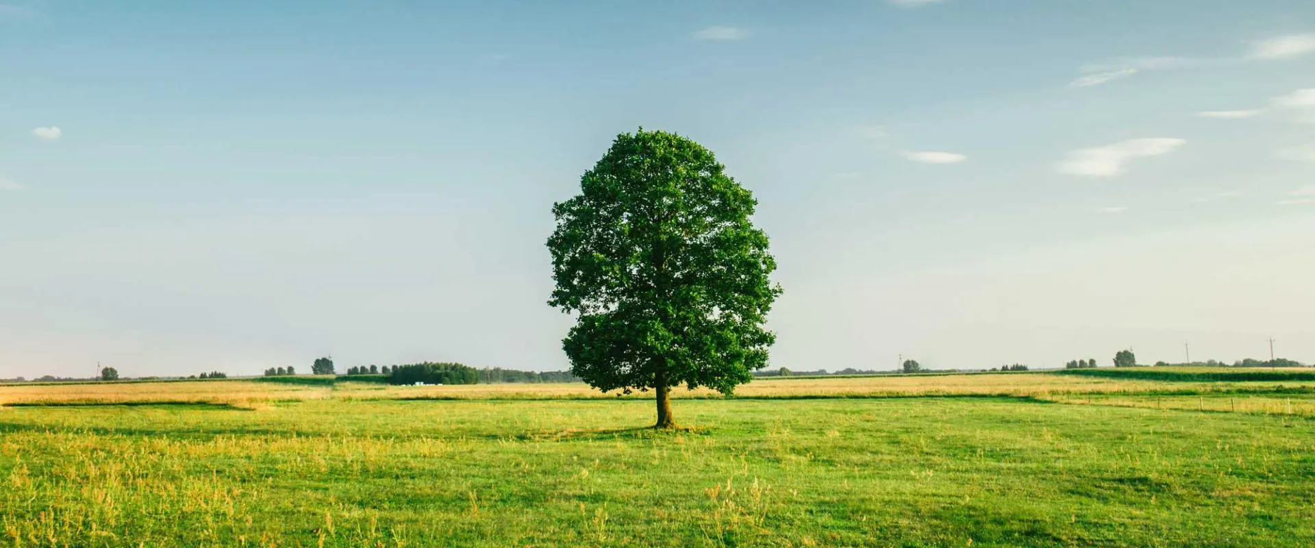 A single tree stands tall in a lush green field, surrounded by swaying grass.